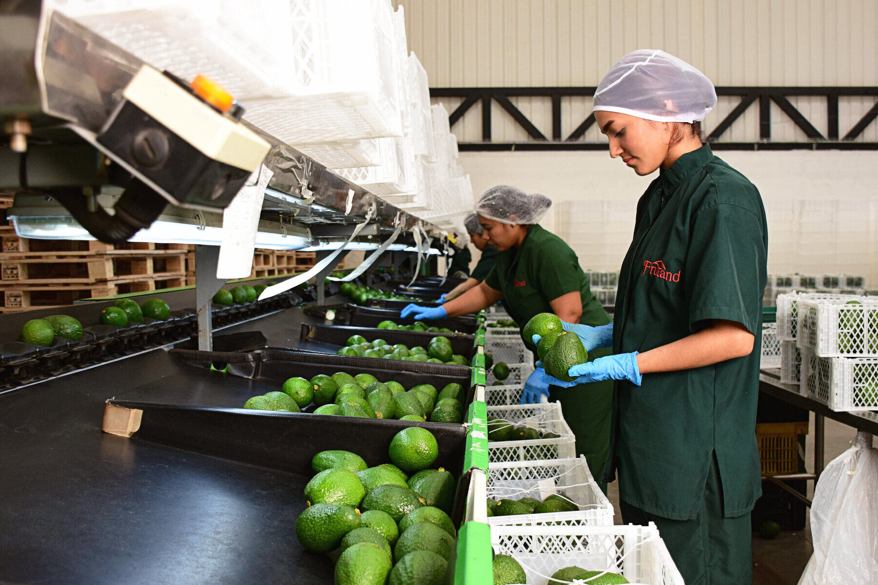 Interior view of Frutand's modern packing facility