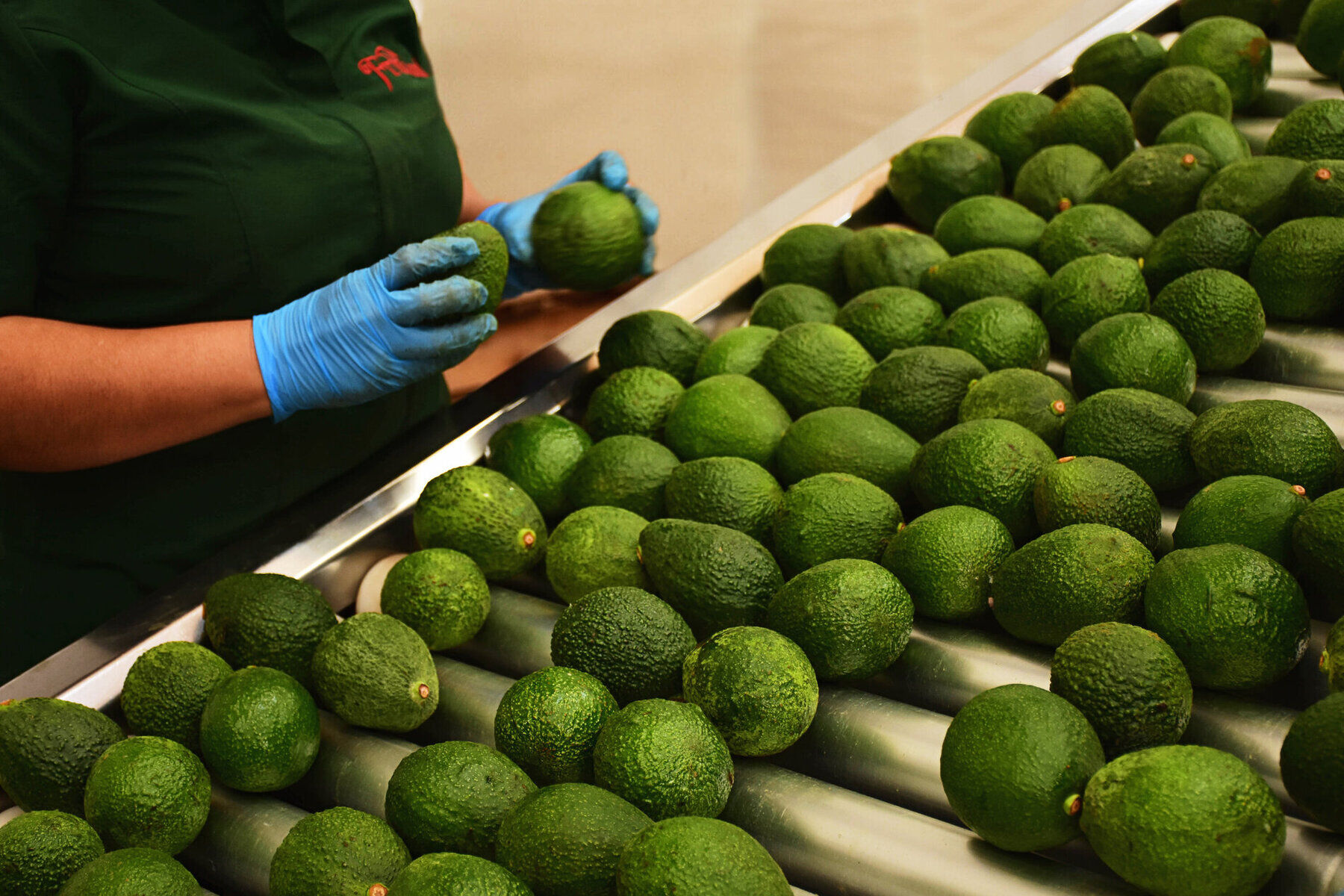 Worker performing quality control on avocados at processing line