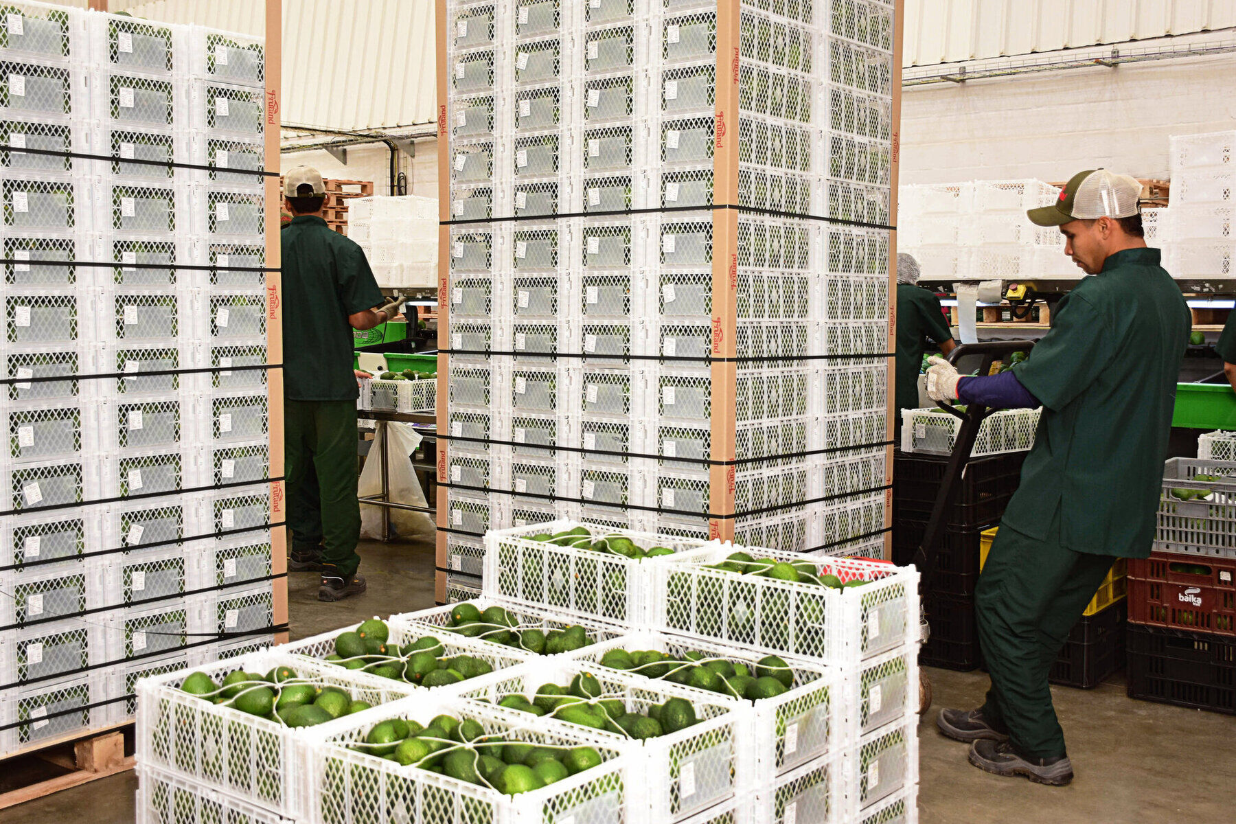 Workers managing avocado crates in warehouse with cold storage